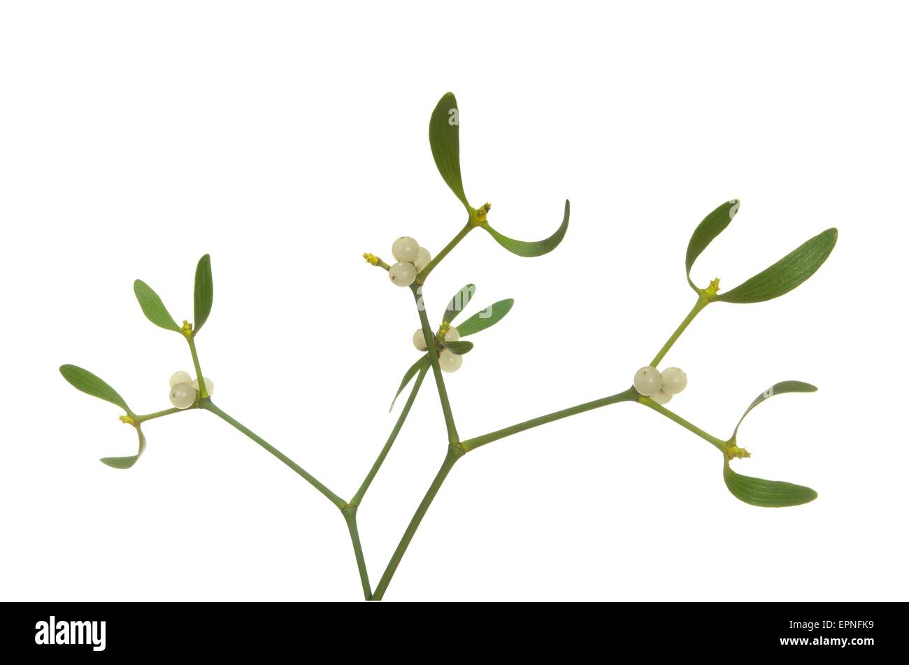 photo of mistletoe on white background Stock Photo