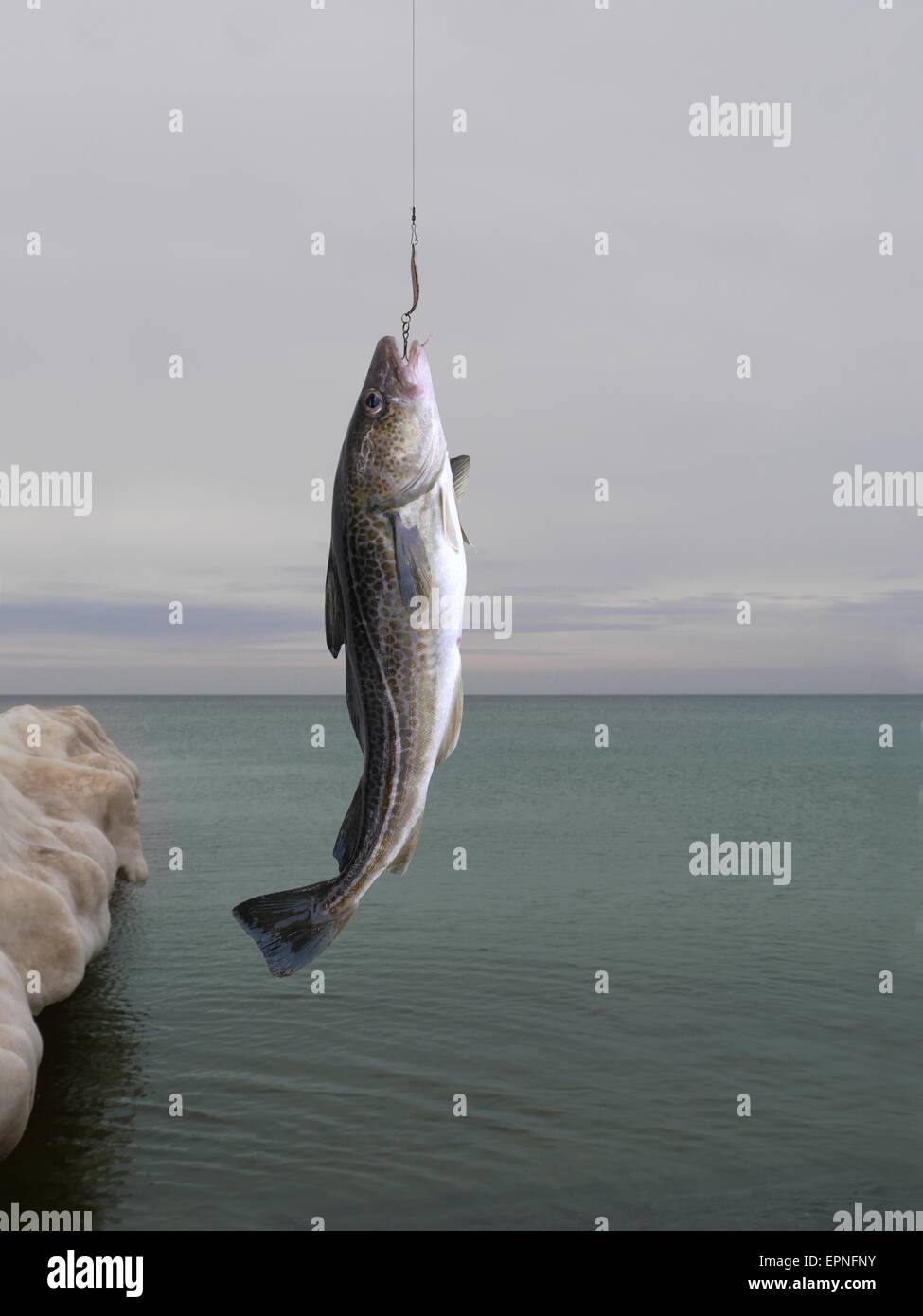 codfish on fishing-rod on background of sea Stock Photo - Alamy