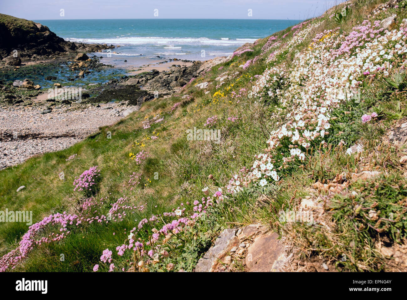 Sea Pink or Thrift and Sea Campion flowers growing beside the coast path around Cable Bay / Porth Crugmor, Anglesey, Wales, UK Stock Photo