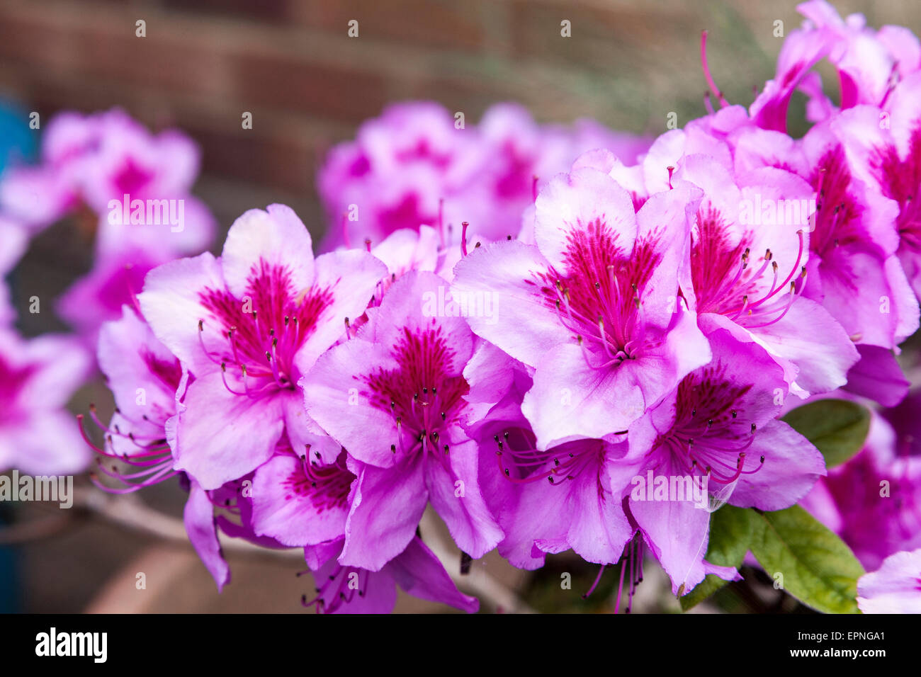 Azalea Blue Danube in full colour Stock Photo - Alamy