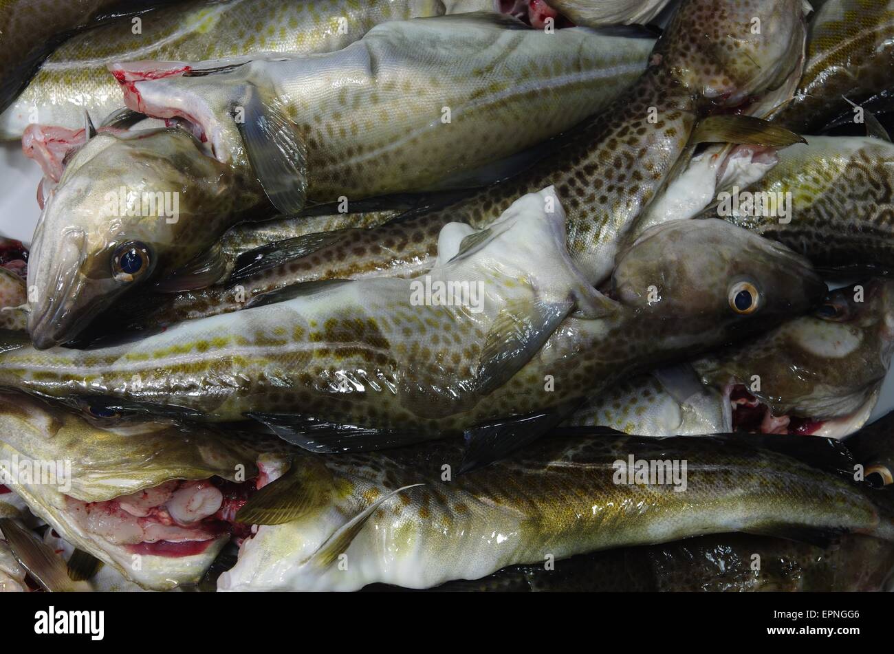 fresh cod fishes on a white plate Stock Photo