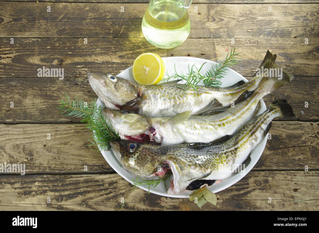 fresh cod fishes on a white plate Stock Photo