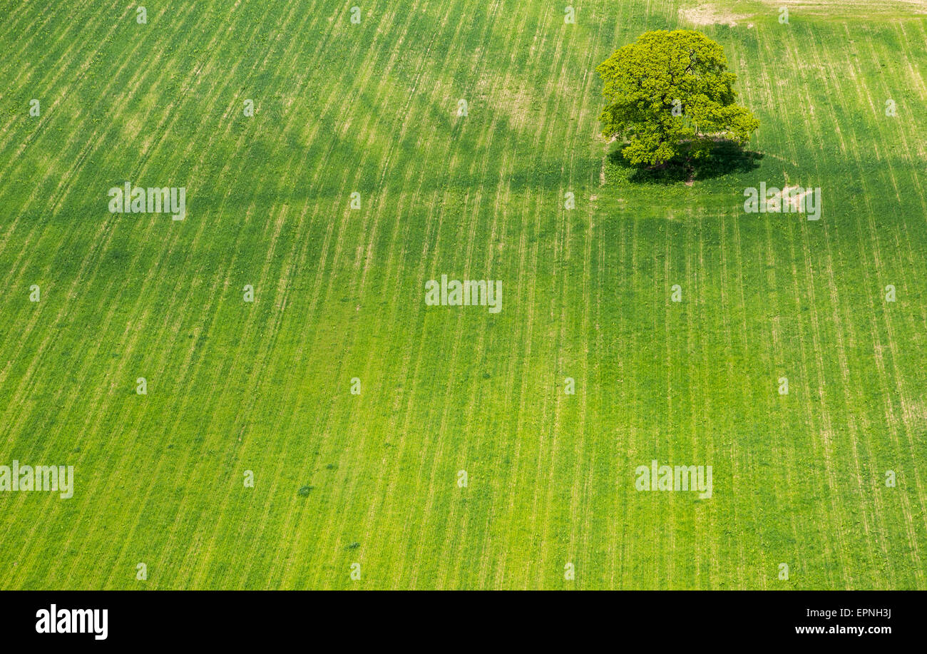 Looking down on a lone tree in the middle of a field of green in the Cheshire countryside. Stock Photo