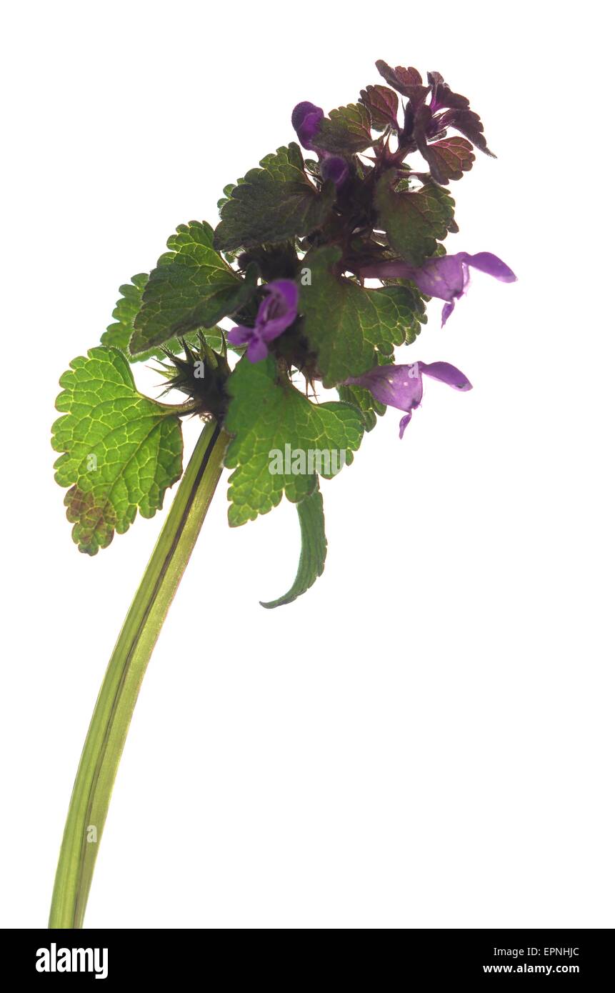 Purple stinging nettle hi-res stock photography and images - Alamy