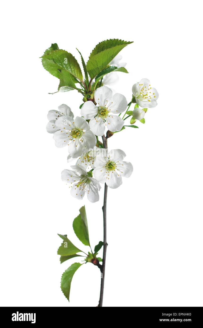 cherry blossom flowers isolated on white background Stock Photo - Alamy