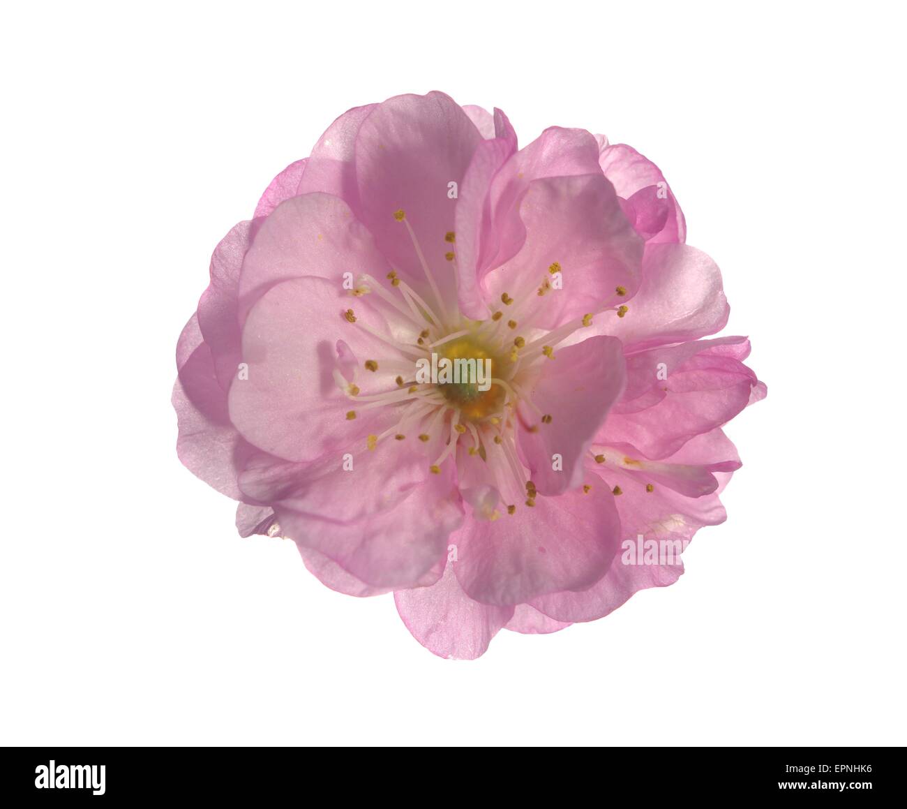 almond tree flower on white background Stock Photo - Alamy
