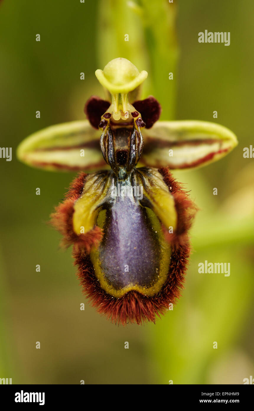 Mirror-bee orchid flower - Ophrys speculum Stock Photo