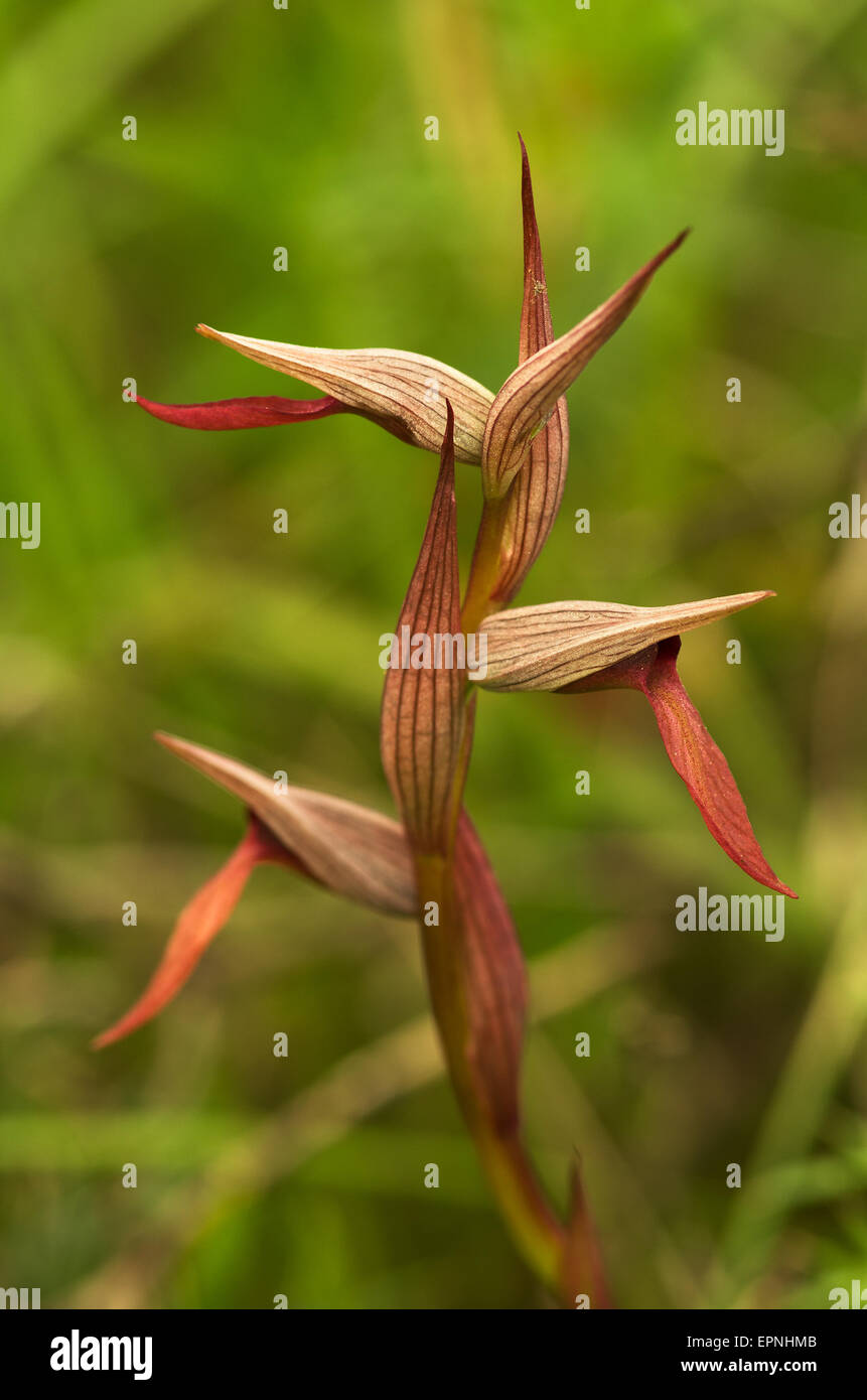 Tongue Orchid profile - Serapias strictiflora Stock Photo - Alamy