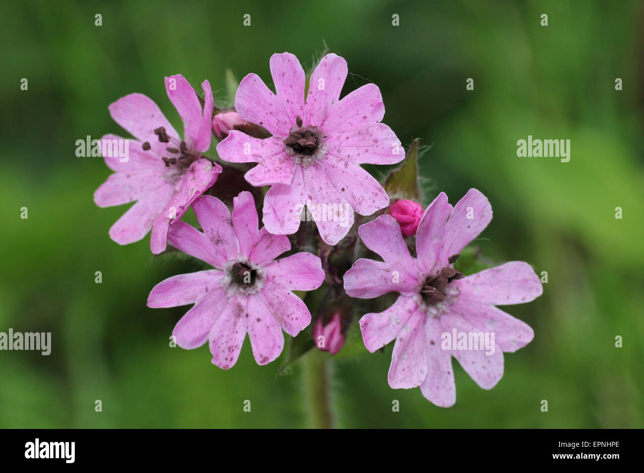 Red Campion smut fungus Microbotryum silenes-dioicae Stock Photo