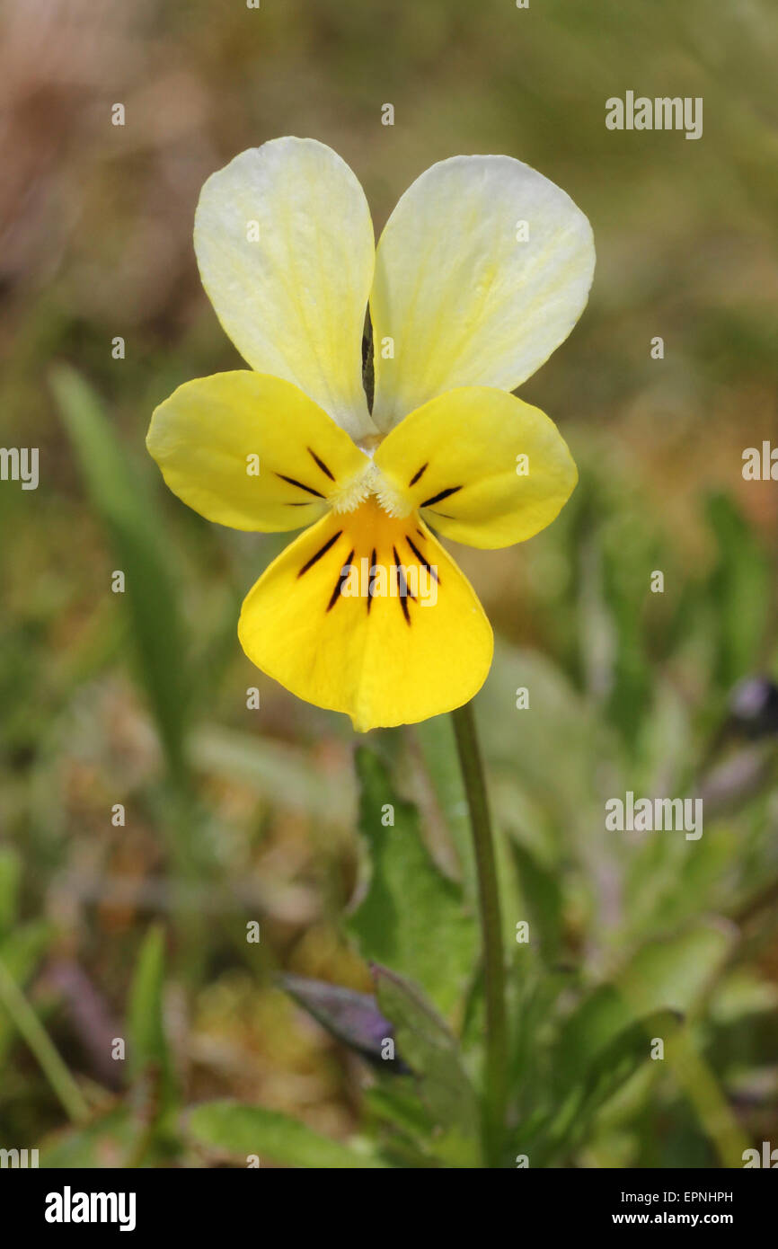 Viola species hires stock photography and images Alamy