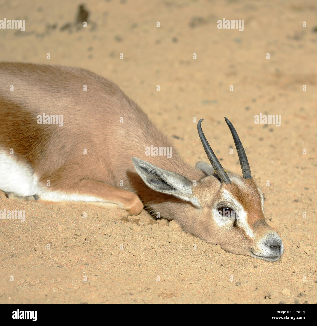 Gazelle jump hi-res stock photography and images - Alamy