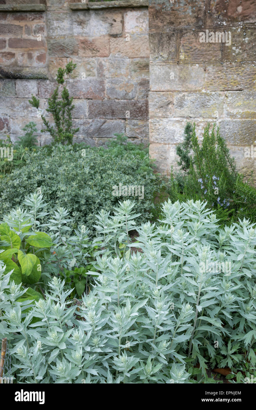 Silvery foliage plants in a garden border beside a mellow stone wall. Stock Photo