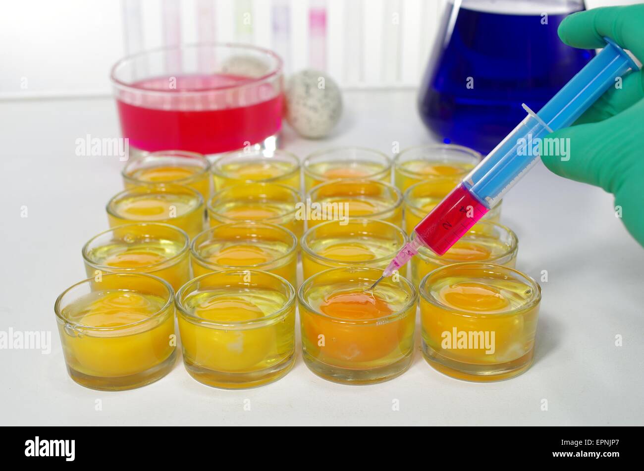 scientist injecting egg yolks in laboratory Stock Photo
