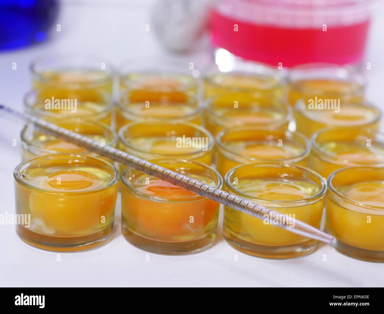 scientist injecting egg yolks in laboratory Stock Photo Alamy