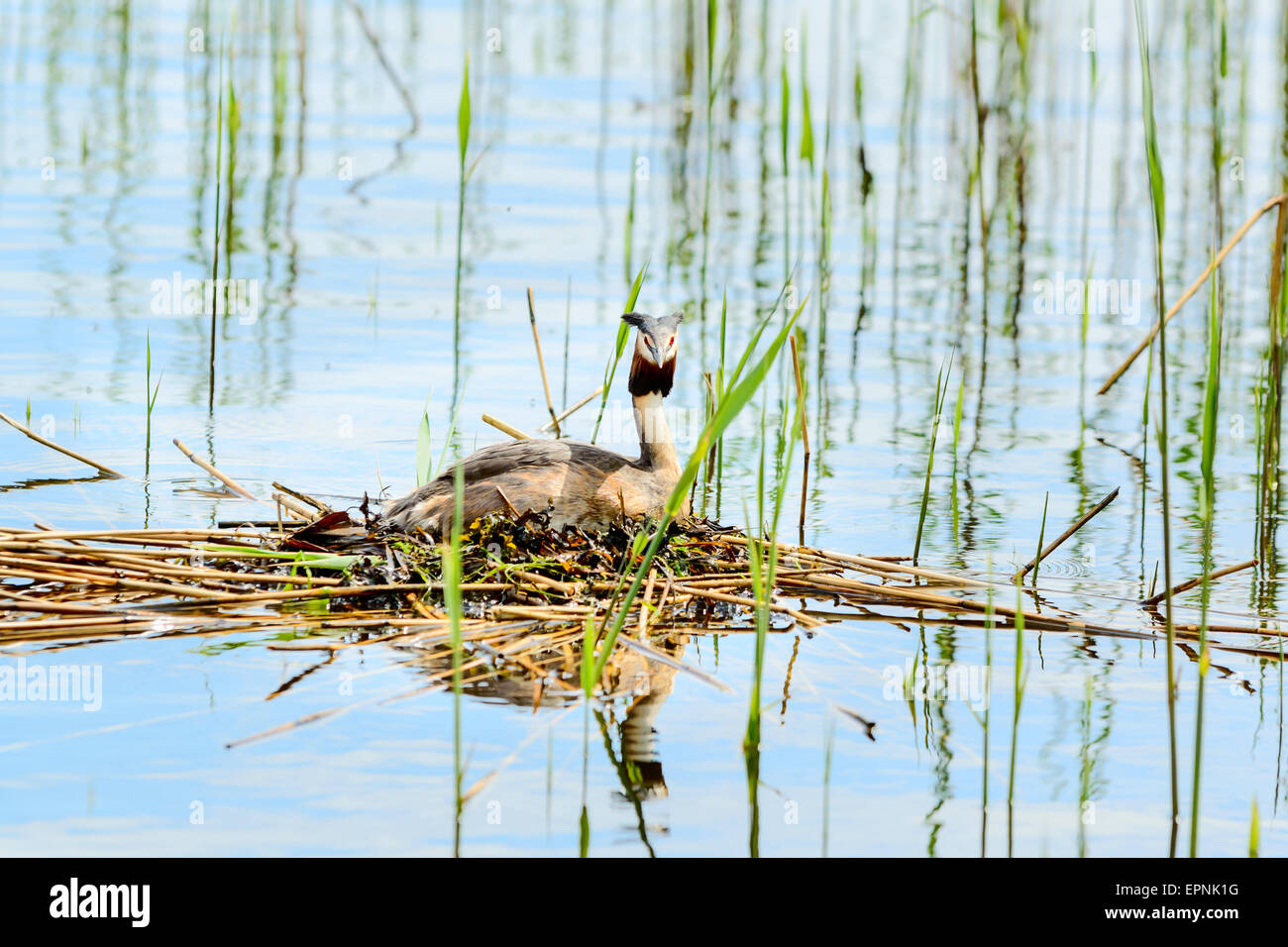 Nesting great crested grebe (Podiceps cristatus). Here seen on nest in water and weed. Stock Photo