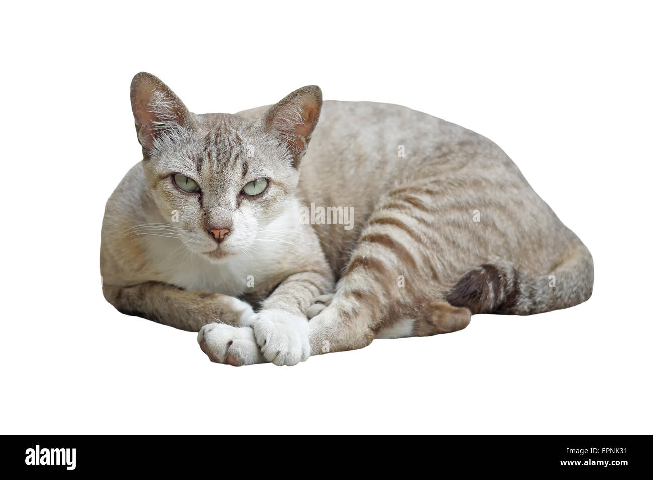 closeup of pretty cat isolated on white background Stock Photo - Alamy