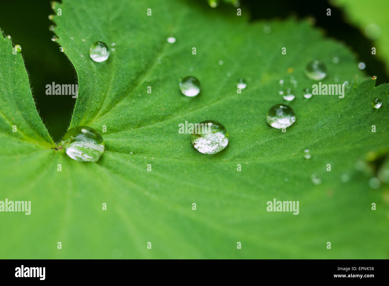 Raindrops on leaf closeup Stock Photo