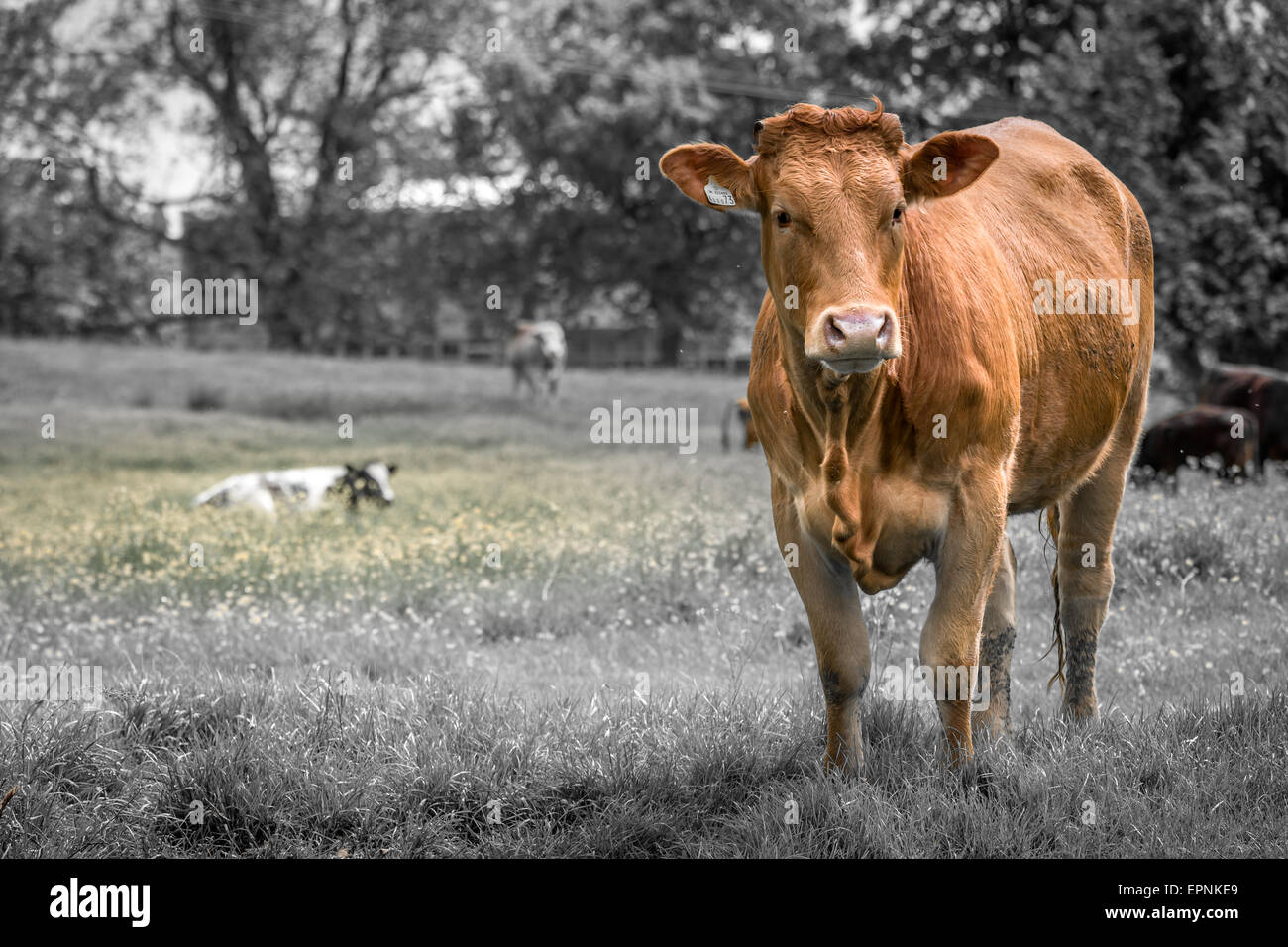 Bulling cow hires stock photography and images Alamy