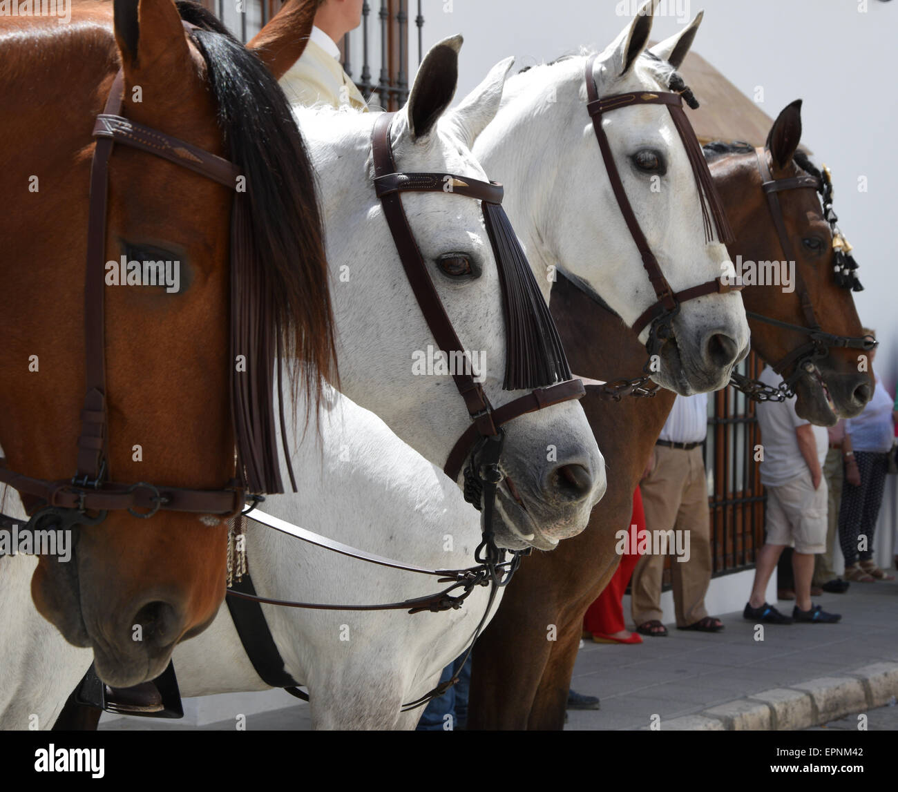 Andalucian horses Stock Photo