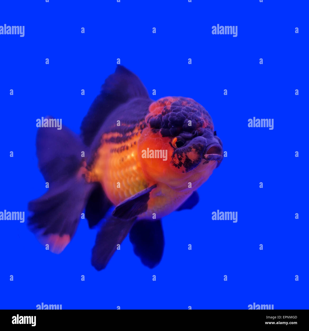 Black lionhead best sale oranda