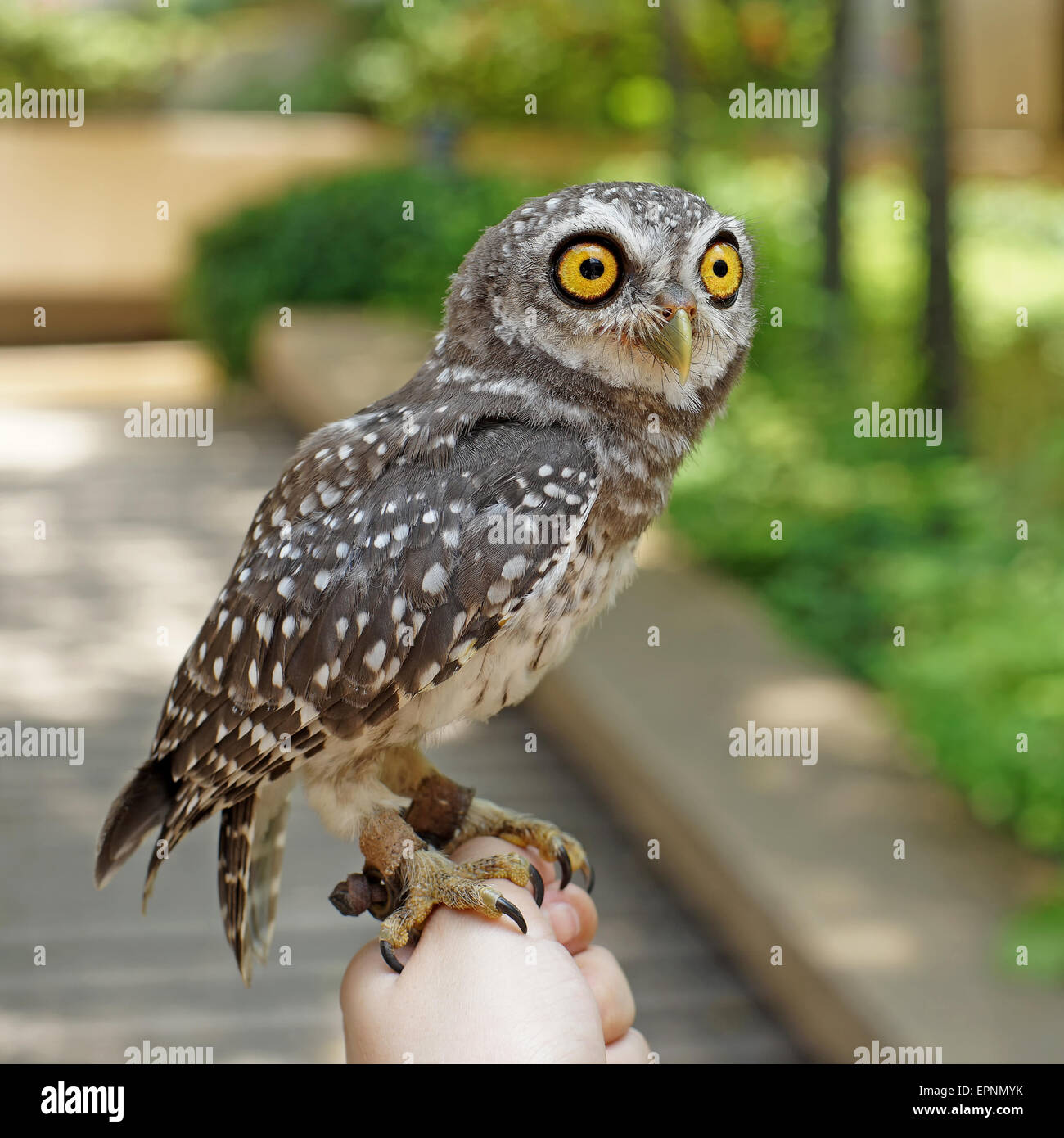 spotted owlet or athene brama bird on a hand Stock Photo
