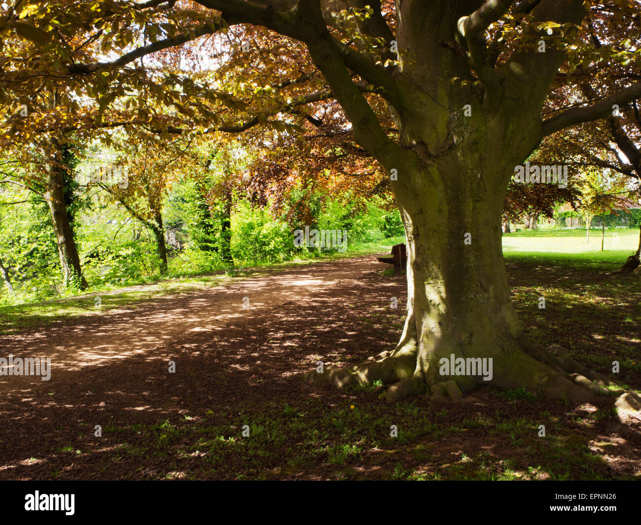 Spring Beech Tree by a Path along the Bank of the River Wharfe in Ilkley West Yorkshire England Stock Photo