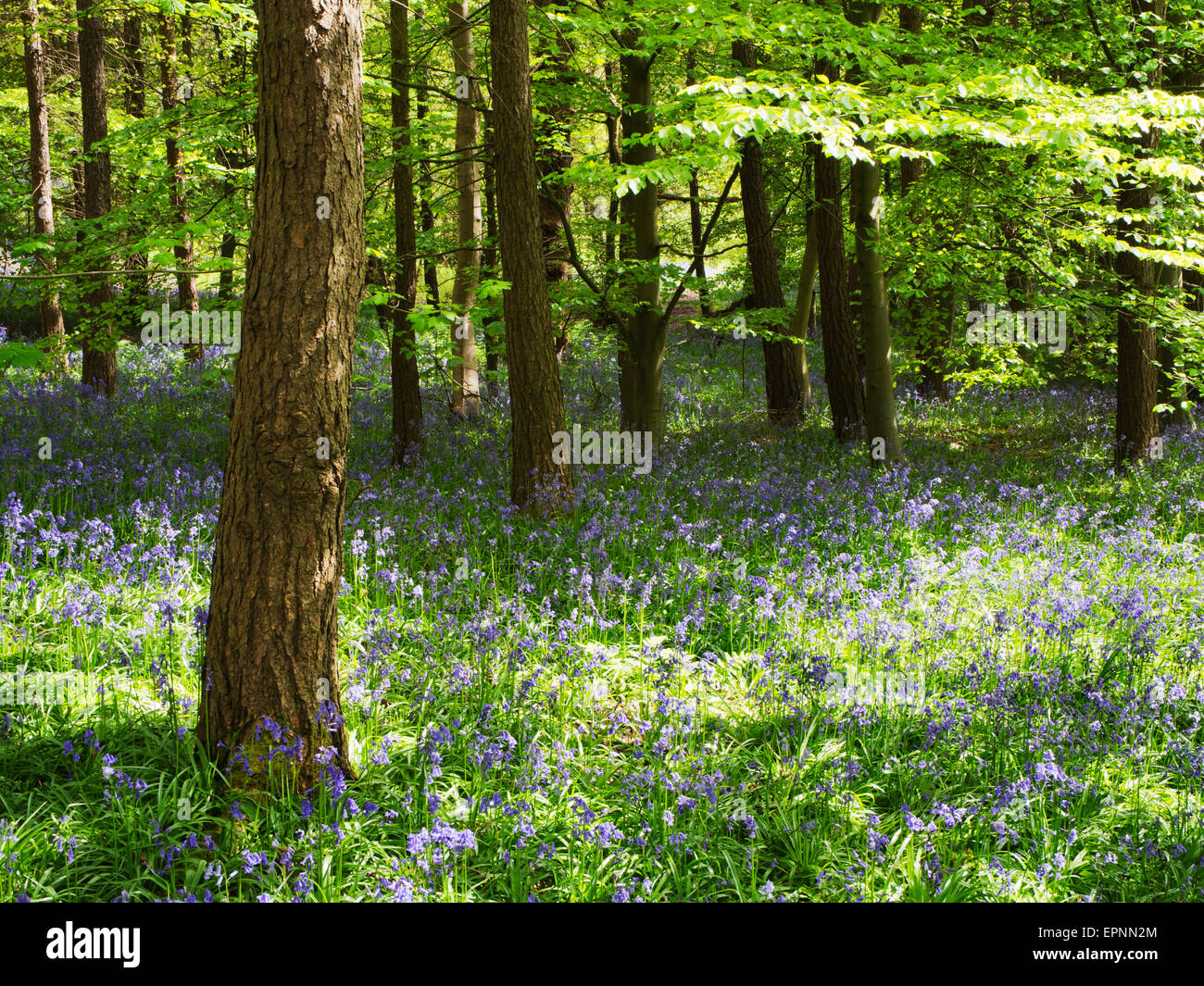 Dappled light hi-res stock photography and images - Alamy