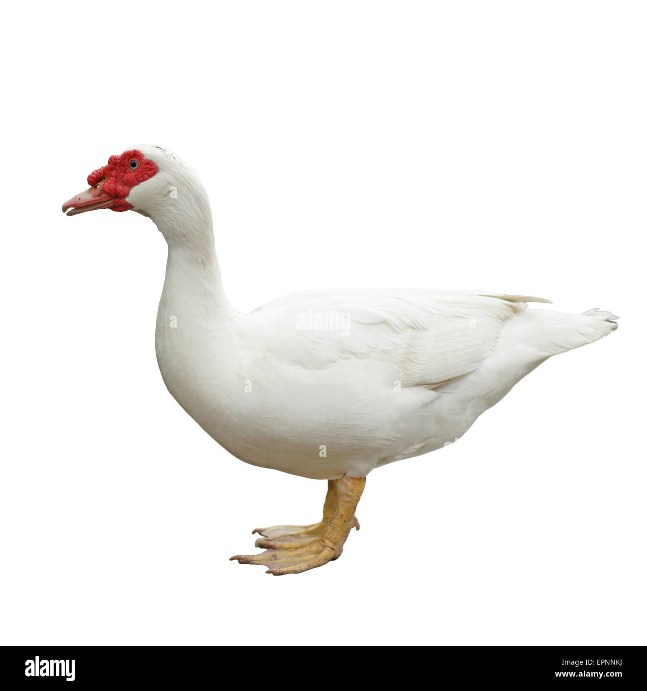 white muscovy duck isolated on white background Stock Photo - Alamy