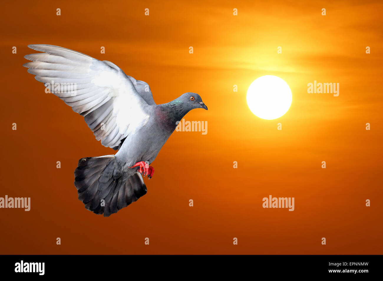 Dove sunset hi-res stock photography and images - Alamy