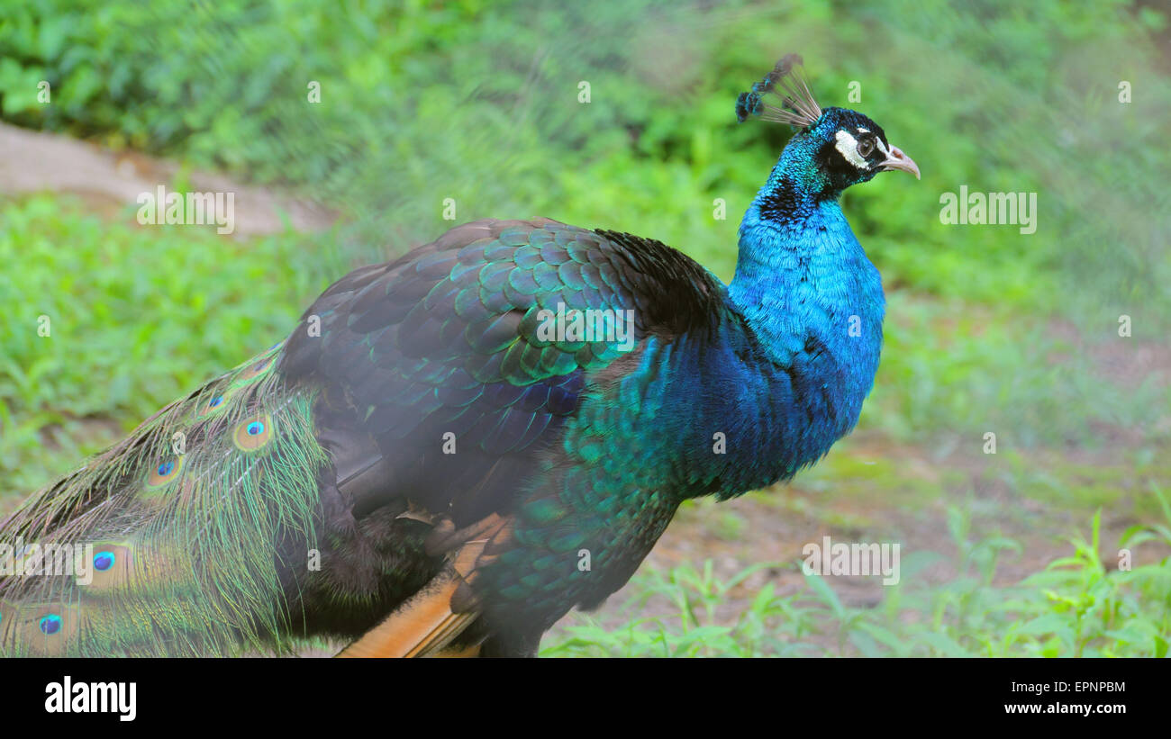 A peacock with feathers down Stock Photo Alamy