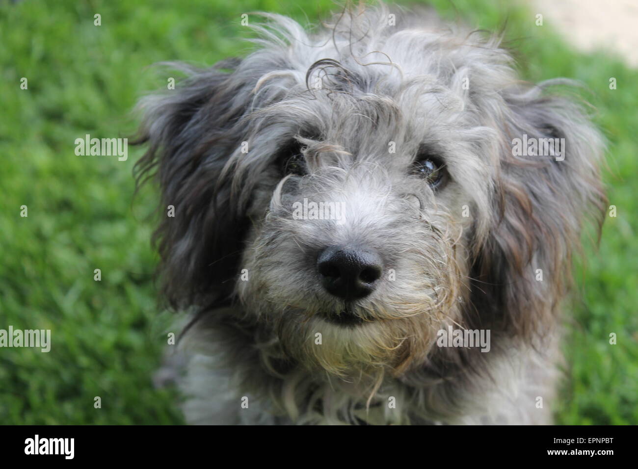 border terrier toy poodle cross