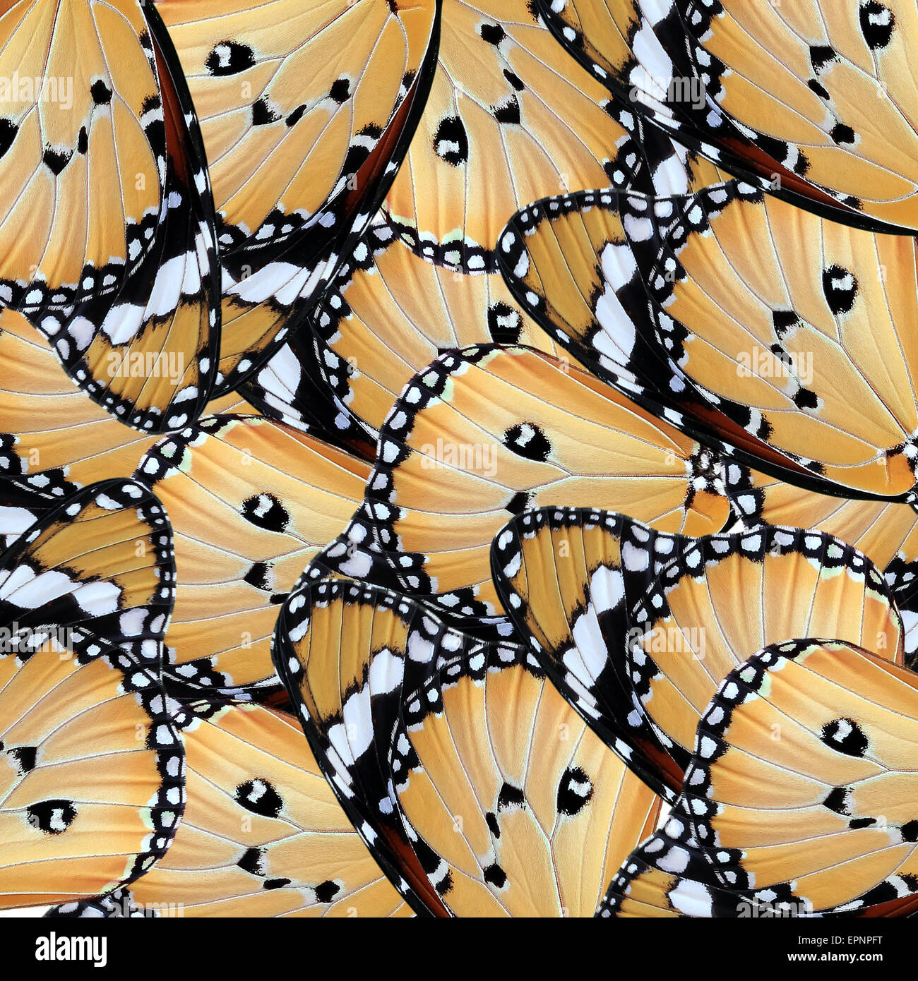 exotic color of butterfly wing as nature background Stock Photo Alamy