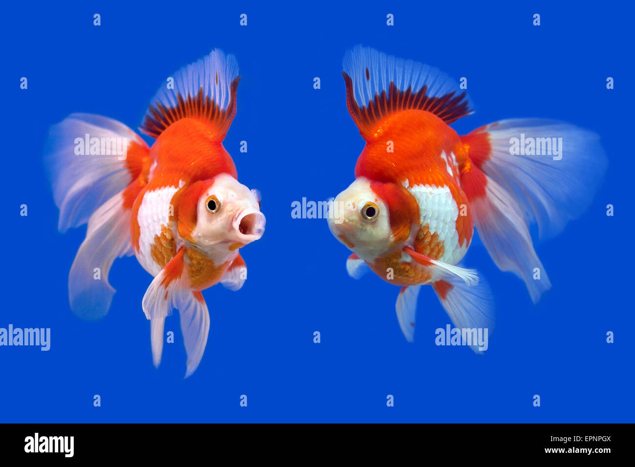 beautiful goldfish in the aquarium Stock Photo - Alamy - Beautiful Goldfish Aquarium Decorations