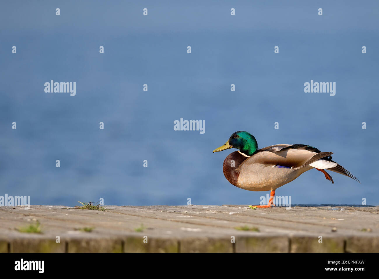 Duck in the wild Stock Photo