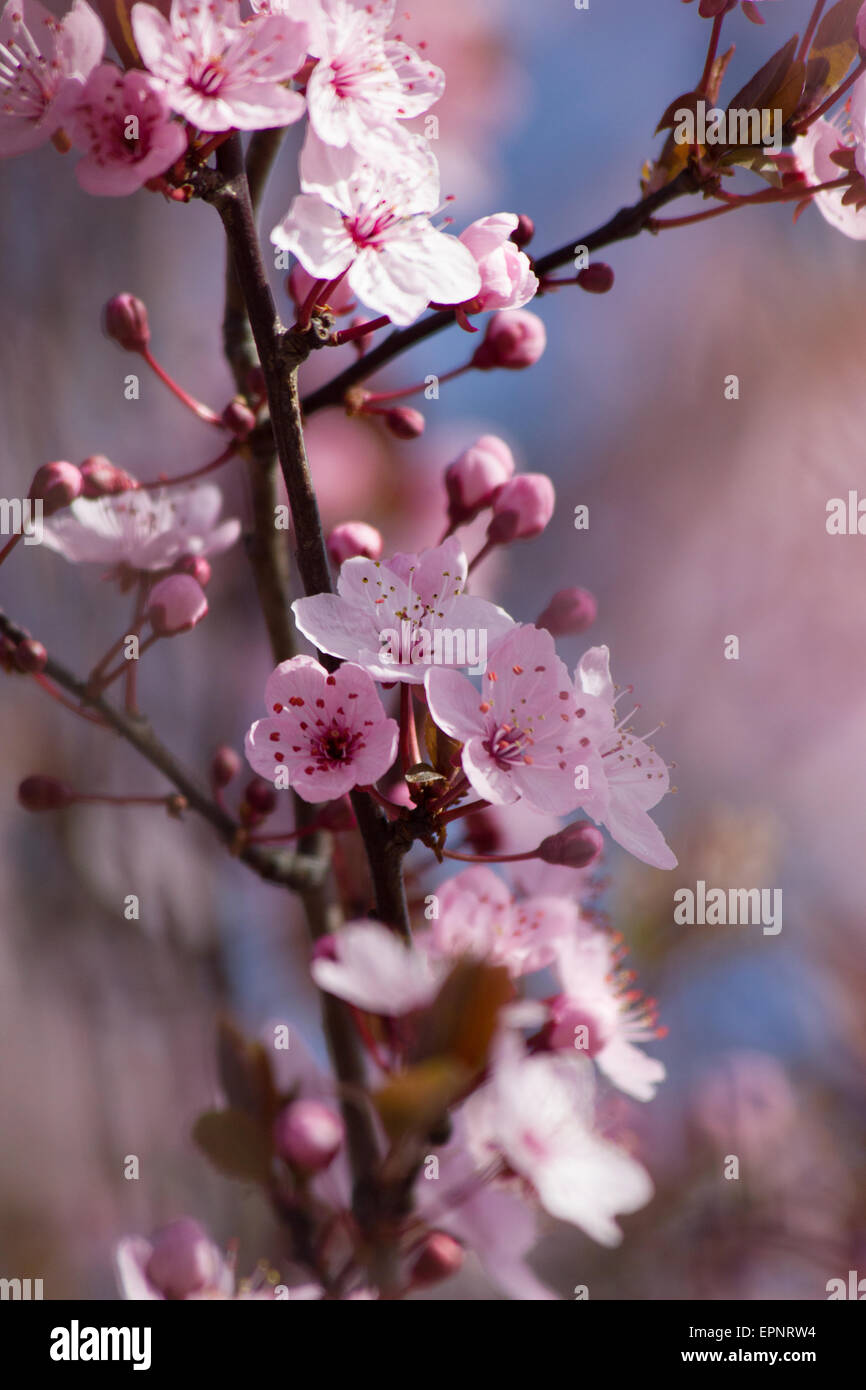 Pink and white cherry tree blossom against a background of out of focus
