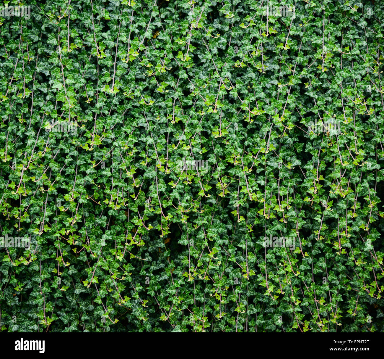 Green ivy background Stock Photo - Alamy