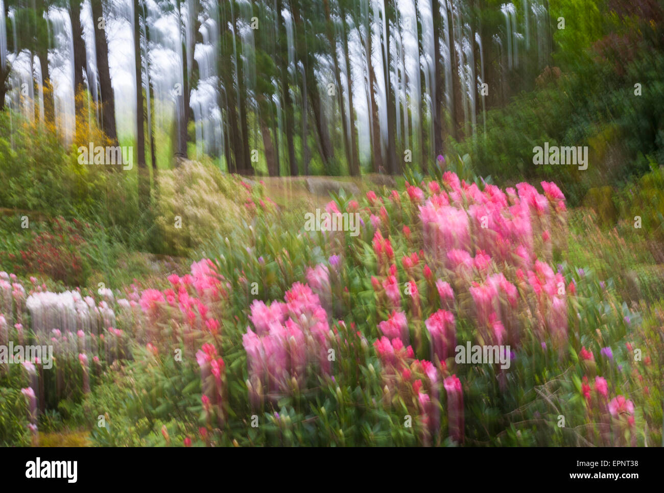 Ethereal flowers at Exbury Gardens, New Forest National Park, Hampshire UK in May Spring Stock Photo