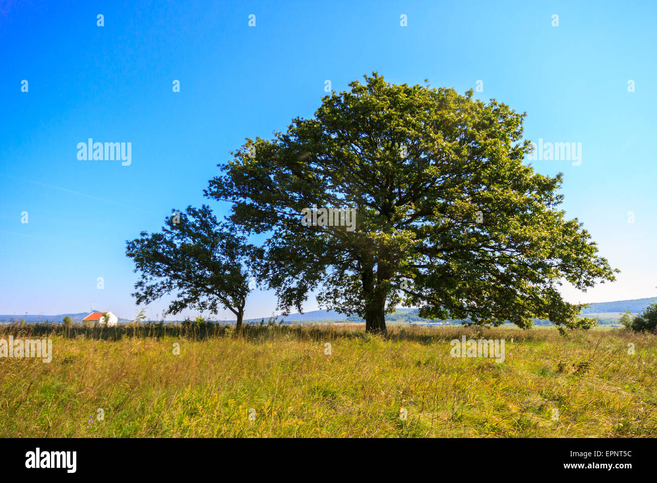 Single large oak tree in hi-res stock photography and images - Alamy