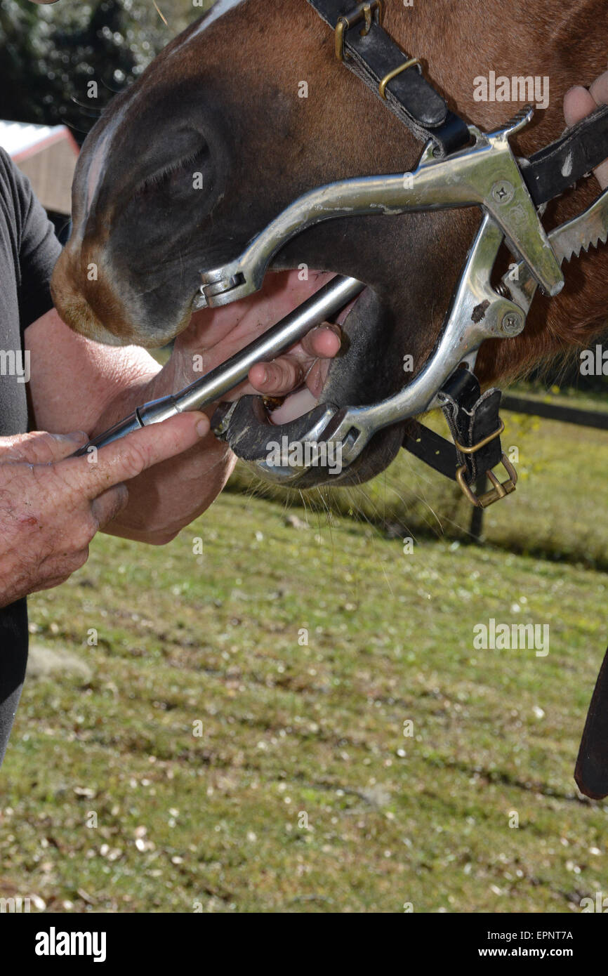Having our horses teeth floated. Taken in Brooksville, Florida USA