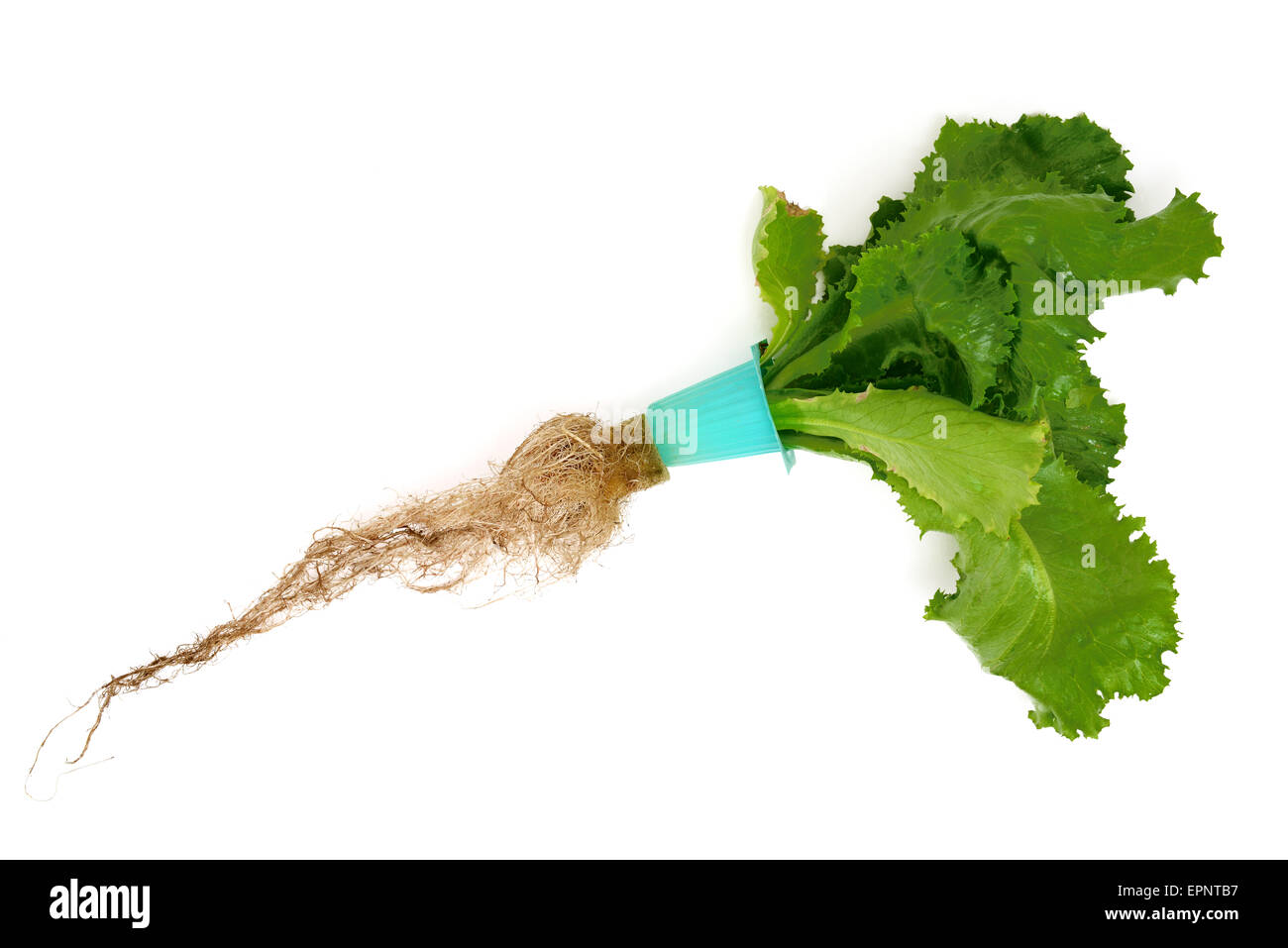 Lettuce roots hires stock photography and images Alamy