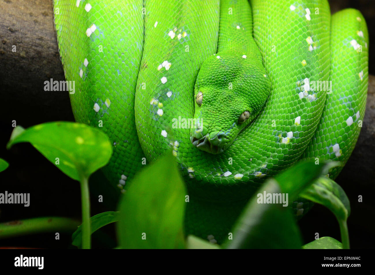 Green Tree Python Albino