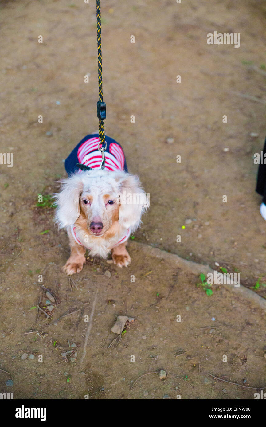 Dog in Yoyogi Park in Tokyo Japan Stock Photo Alamy