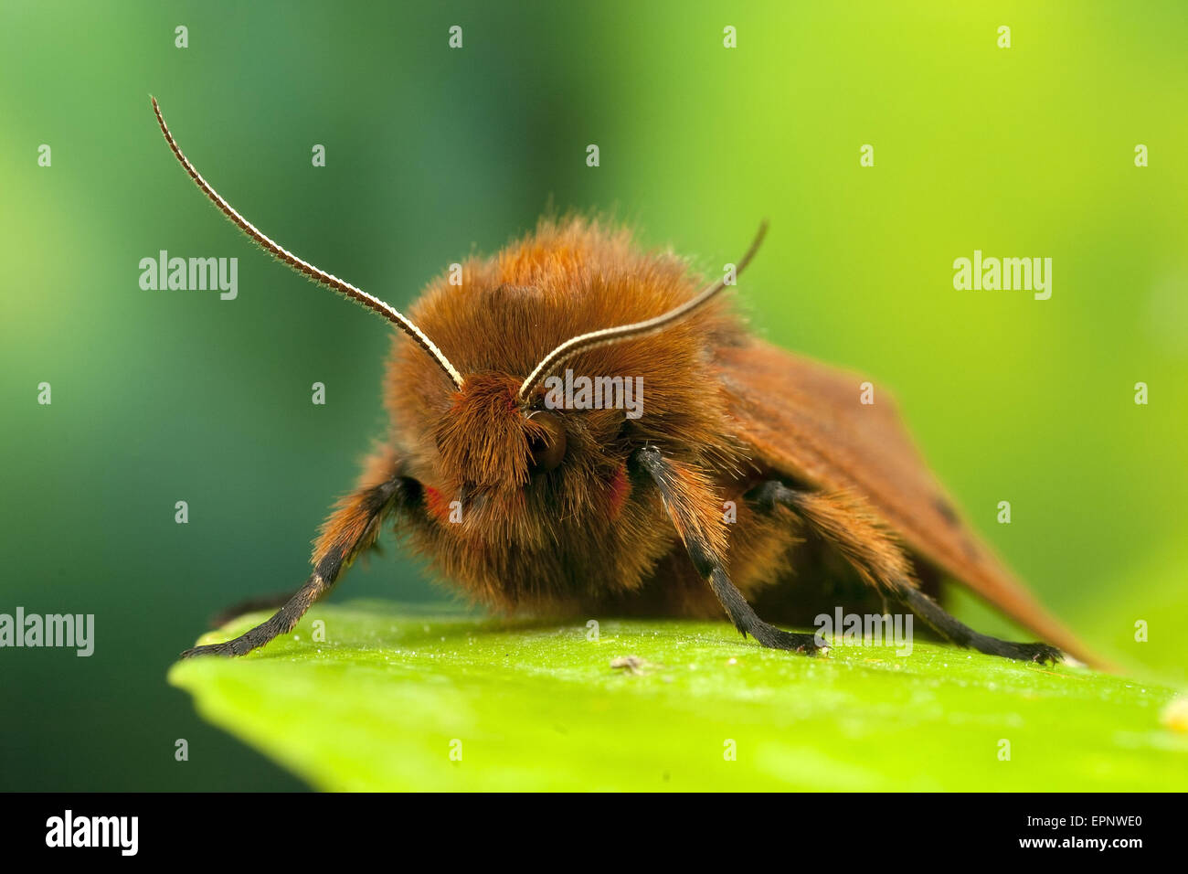 Ruby Tiger moth Stock Photo - Alamy