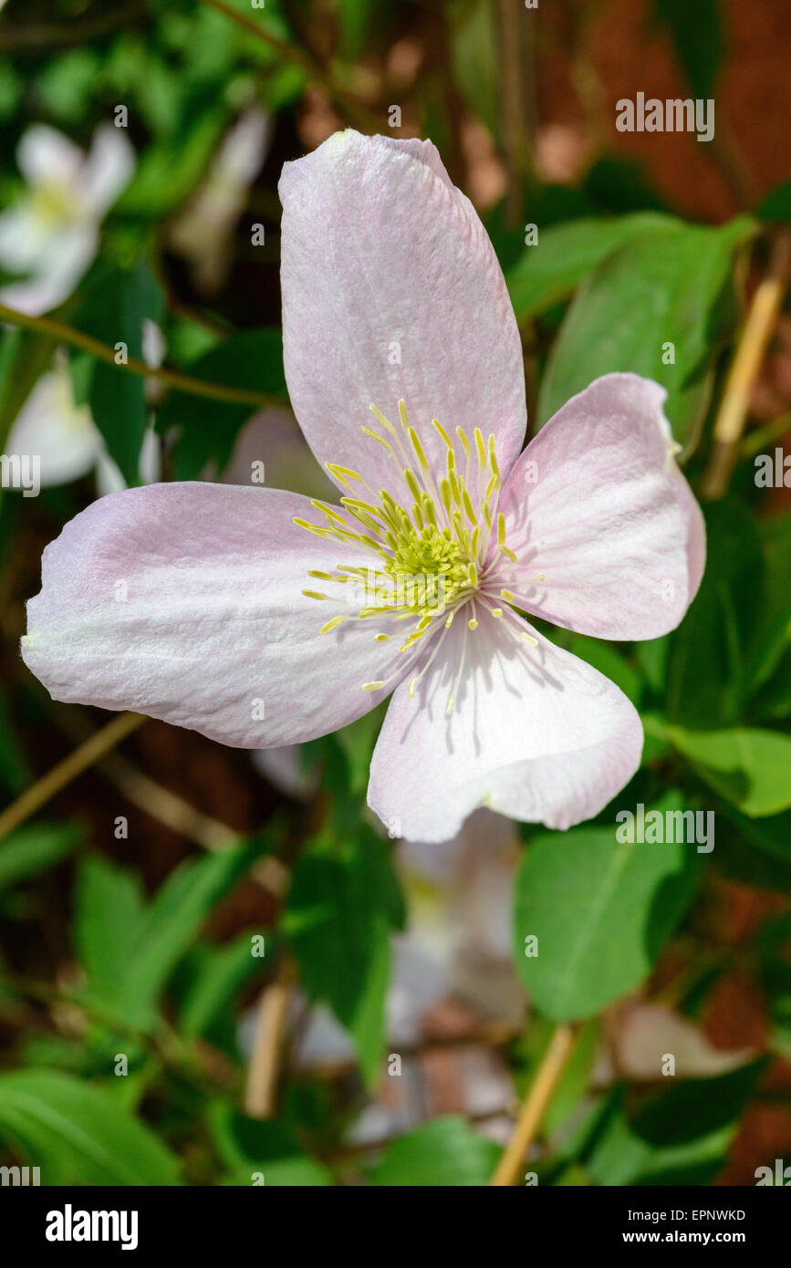 Flower of clematis montana growing in domestic garden in Gloucesershire England UK Stock Photo