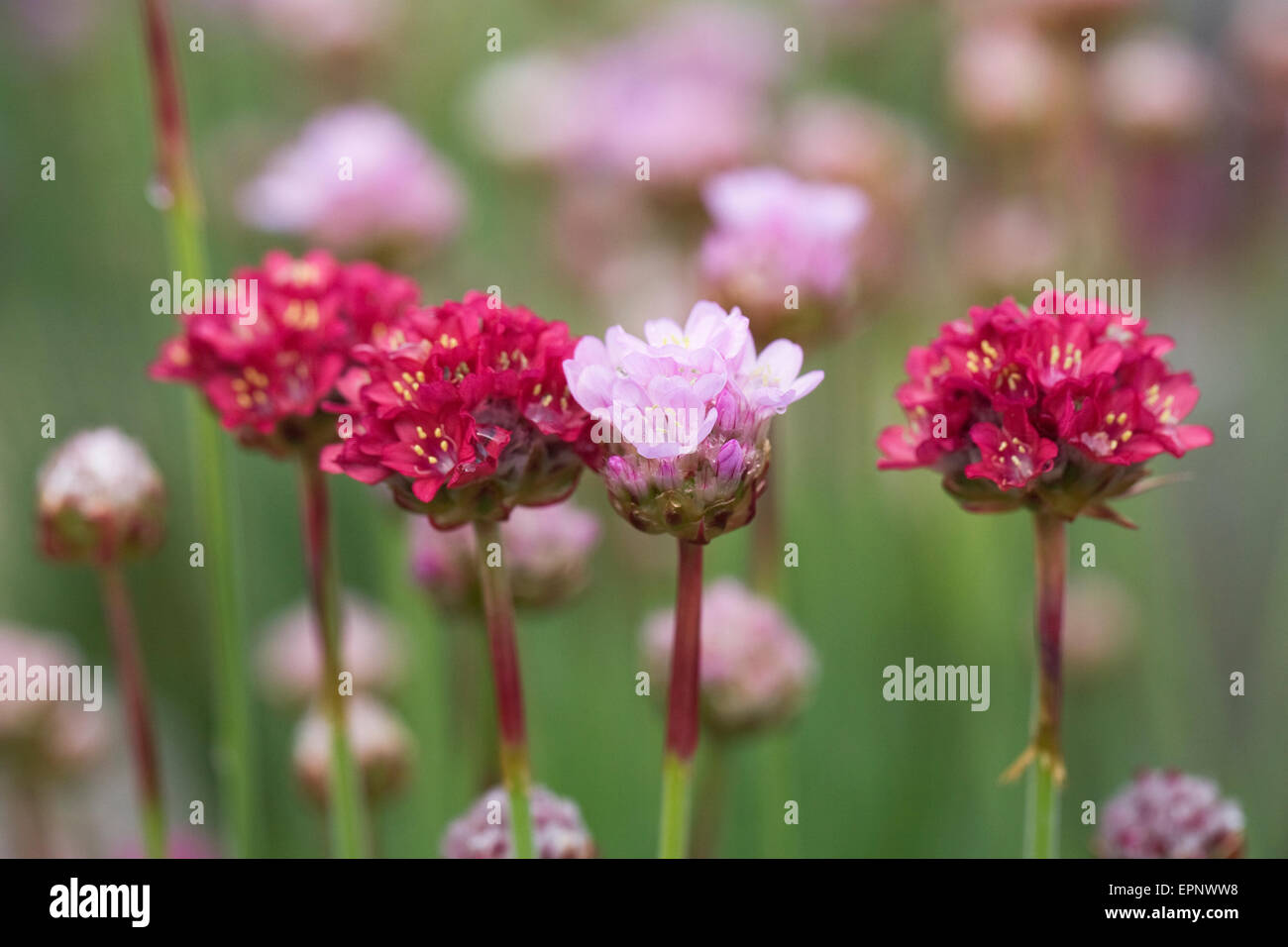 Armeria maritima 'Dusseldorfer Stolz' growing in a rockery. Stock Photo