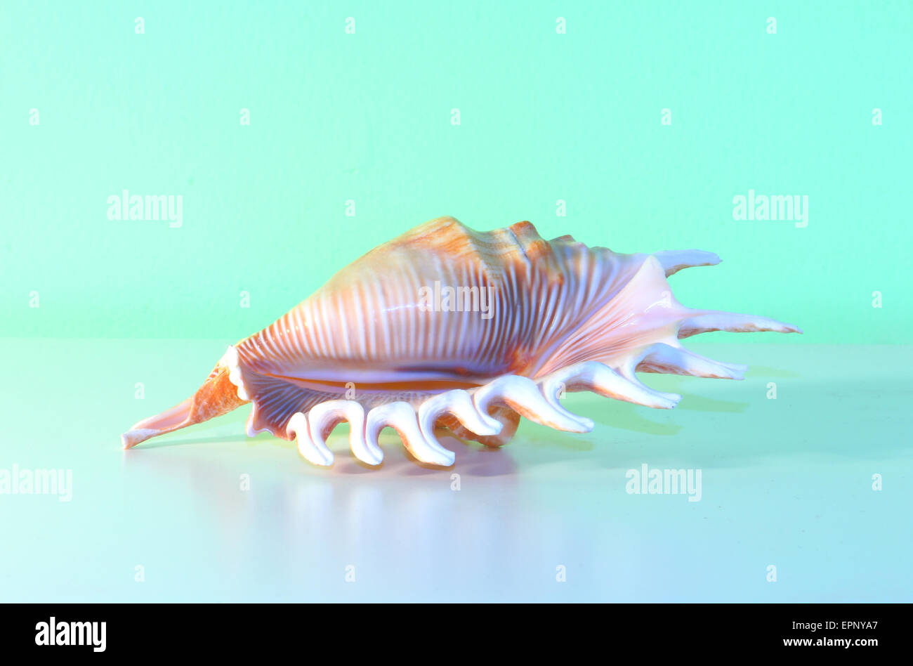 A beautiful conch shell with green background Stock Photo - Alamy