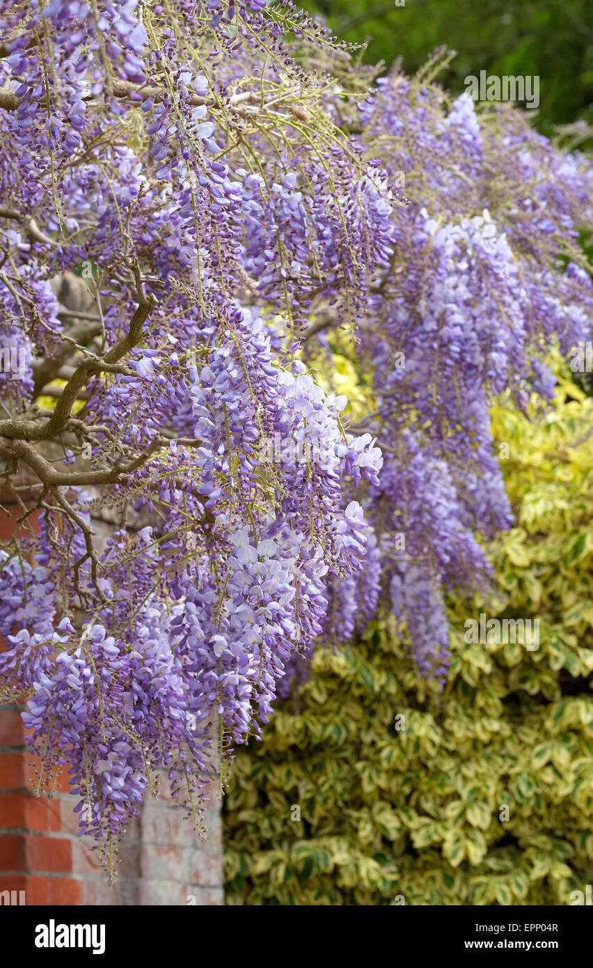 flowering wisteria in spring garden, norfolk, england Stock Photo