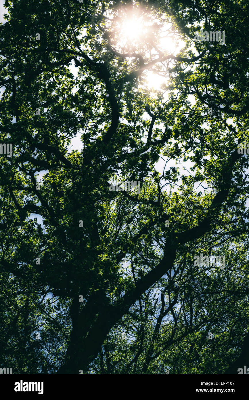 sunshine coming through the branches of a tree Stock Photo