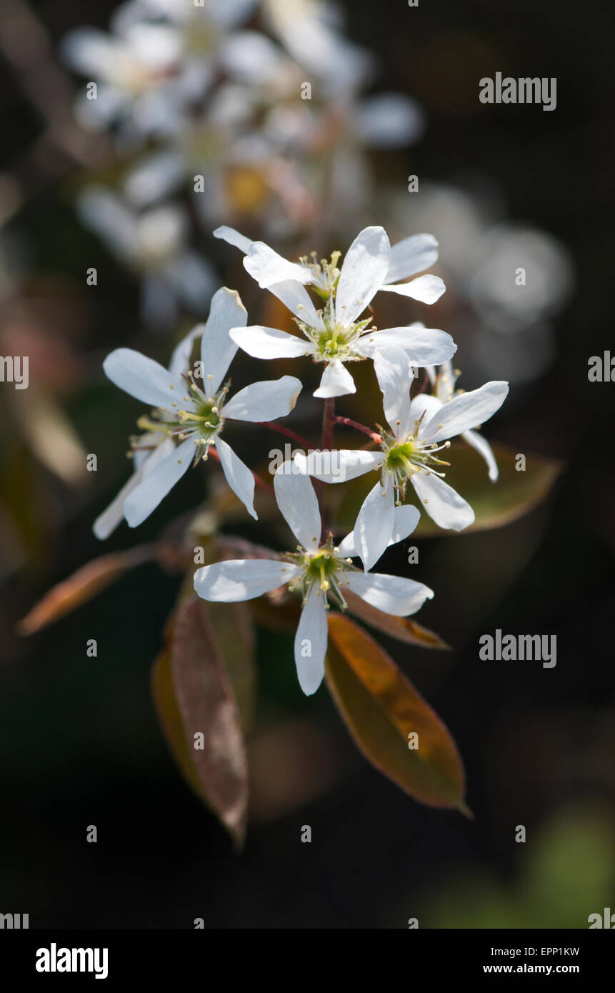Amelanchier lamarckii also know as Snowy mespilus Stock Photo