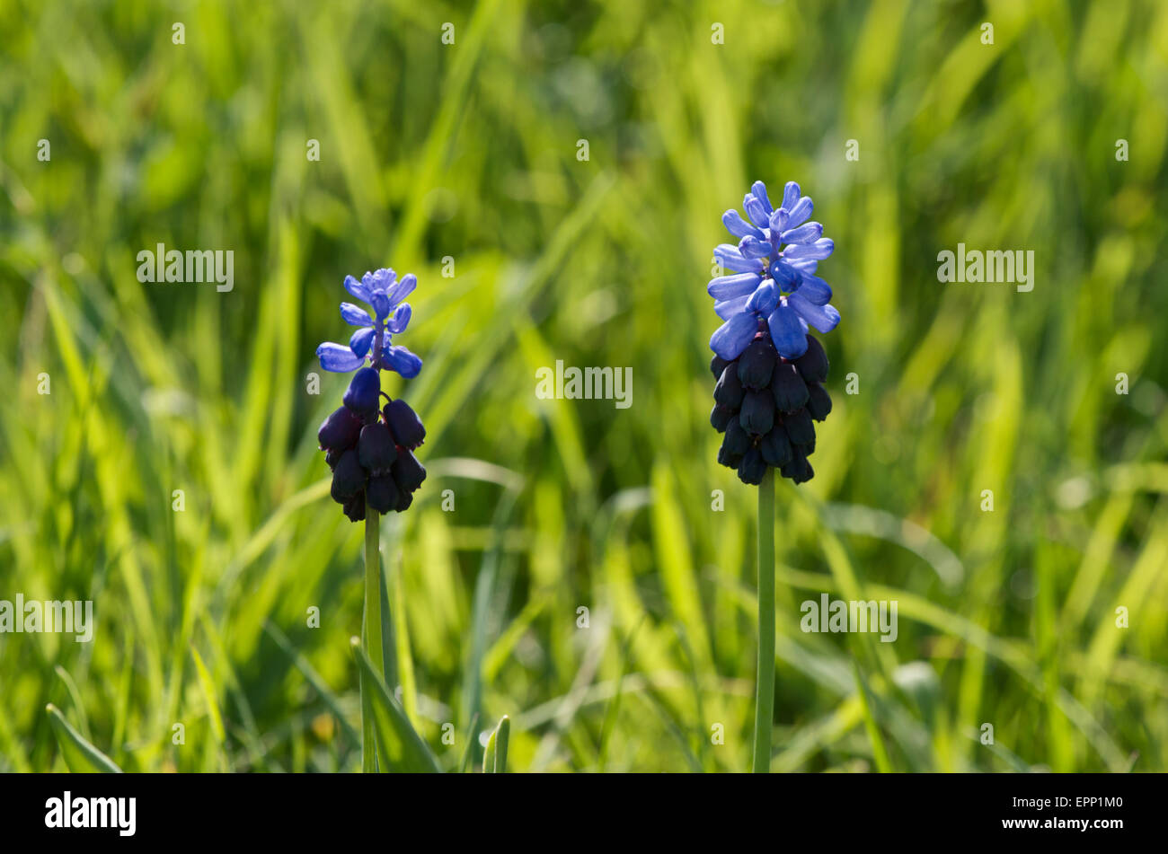 Muscari latifolium - bi coloured Grape hyacinth Stock Photo